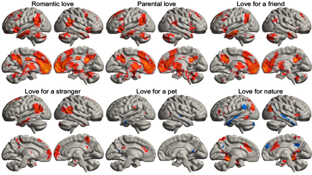 HUMAN BRAIN  LOVE LIGHTS  LOVE AND BRAIN RESEARCH