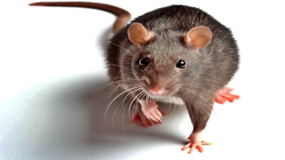 Rats Was Attack in Students