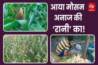 Corn crop ready in Jaunsar Bawar