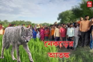 Fear of Wolf in UP Village