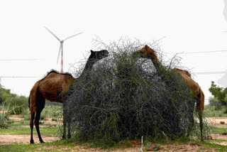 India's green energy wind drive is hitting desert hearders hard