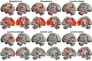 HUMAN BRAIN  LOVE LIGHTS  LOVE AND BRAIN RESEARCH