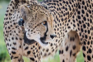 Fastest Cheetah Pawan died in Kuno nationap park