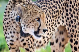 KUNO NATIONAL PARK CHEETAH DEATH  കുനോ ദേശീയോദ്യാനം ചീറ്റ  പവന്‍ ചീറ്റ കുനോ ദേശീയ ഉദ്യാനം  KUNO NATIONAL PARK PAWAN CHEETAH