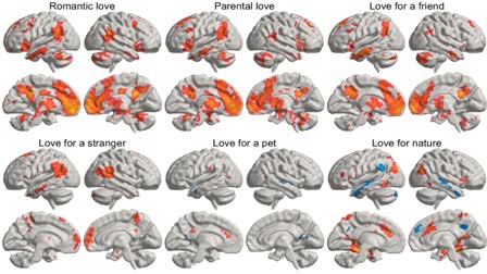 Scientists_Reveals_How_Love_Lights_Up