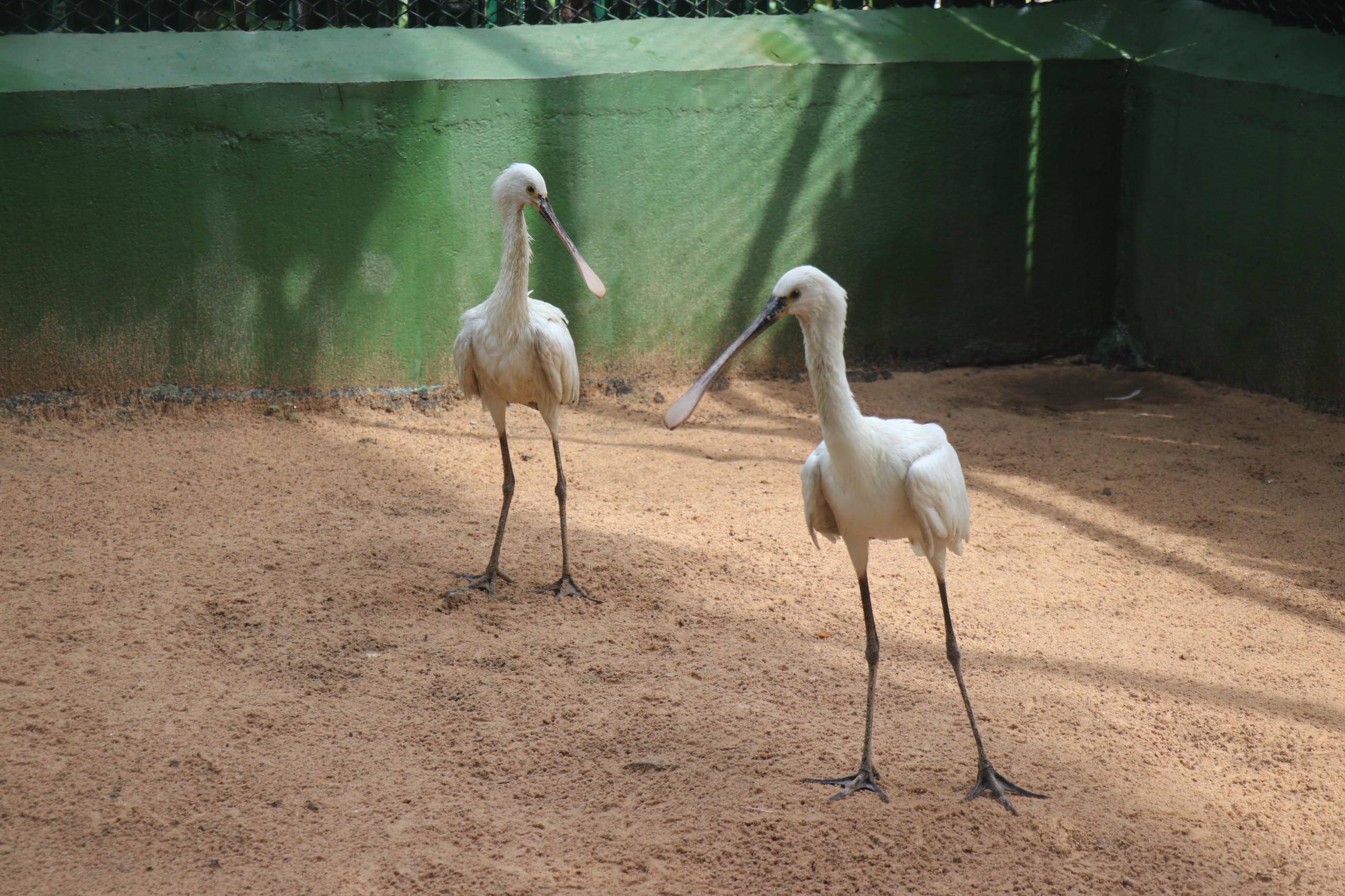 nandanakanan zoo