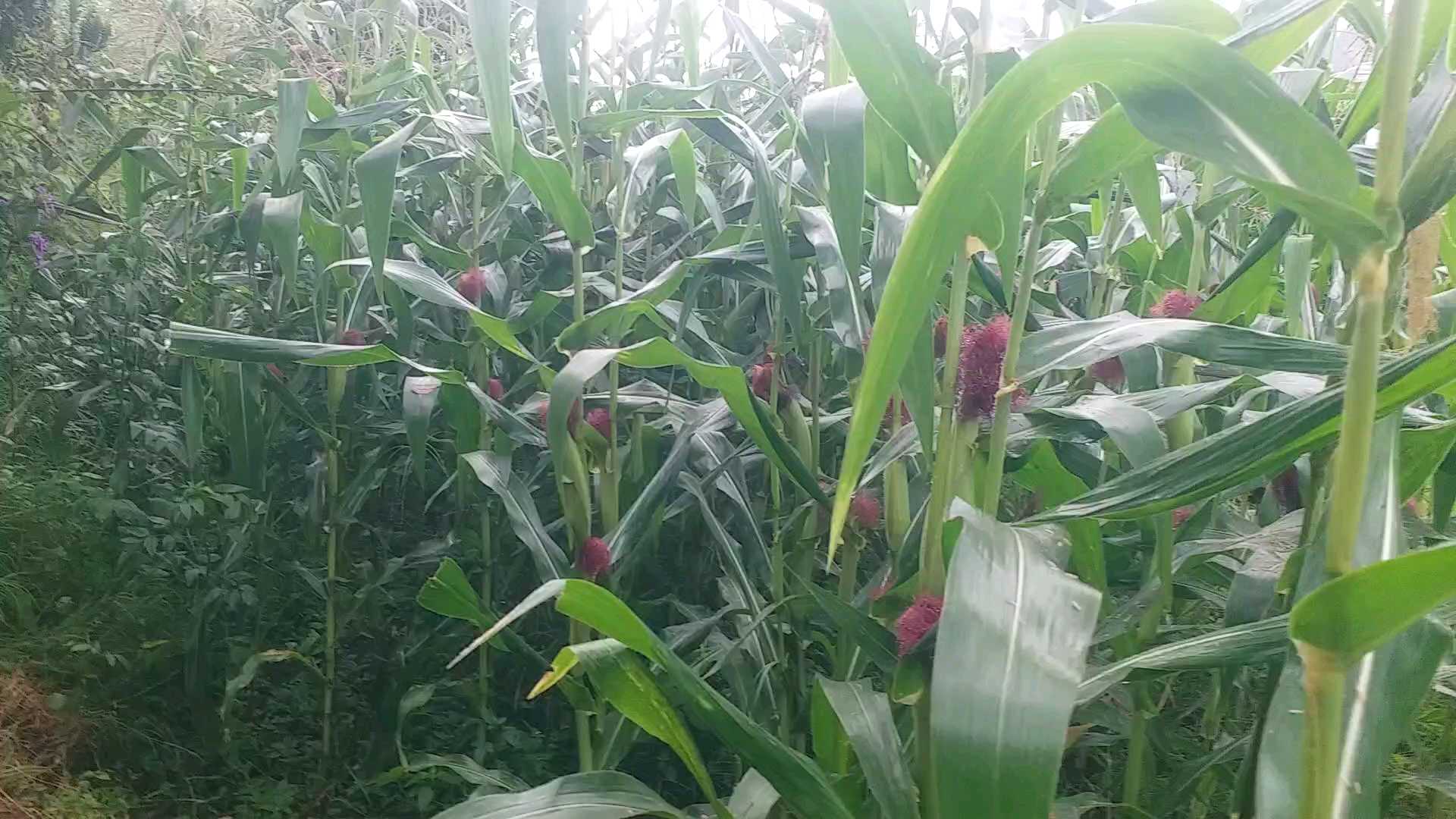 Corn crop ready in Jaunsar Bawar