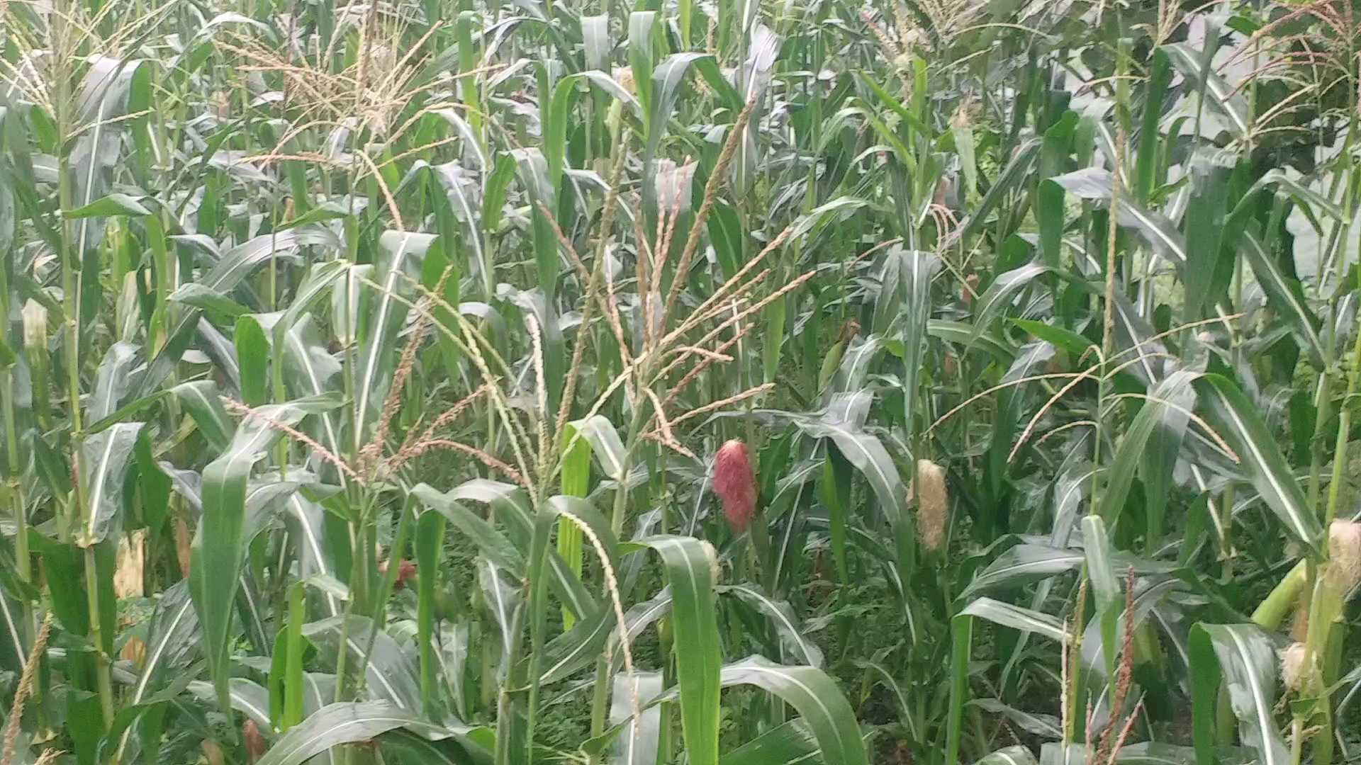 Corn crop ready in Jaunsar Bawar