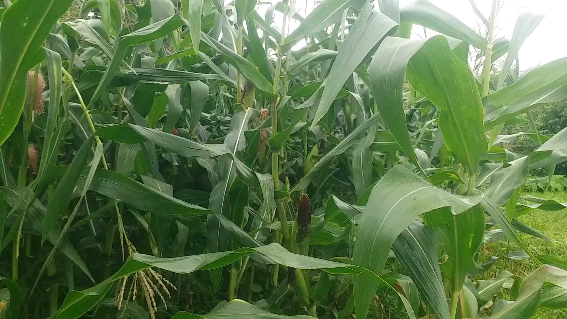 Corn crop ready in Jaunsar Bawar