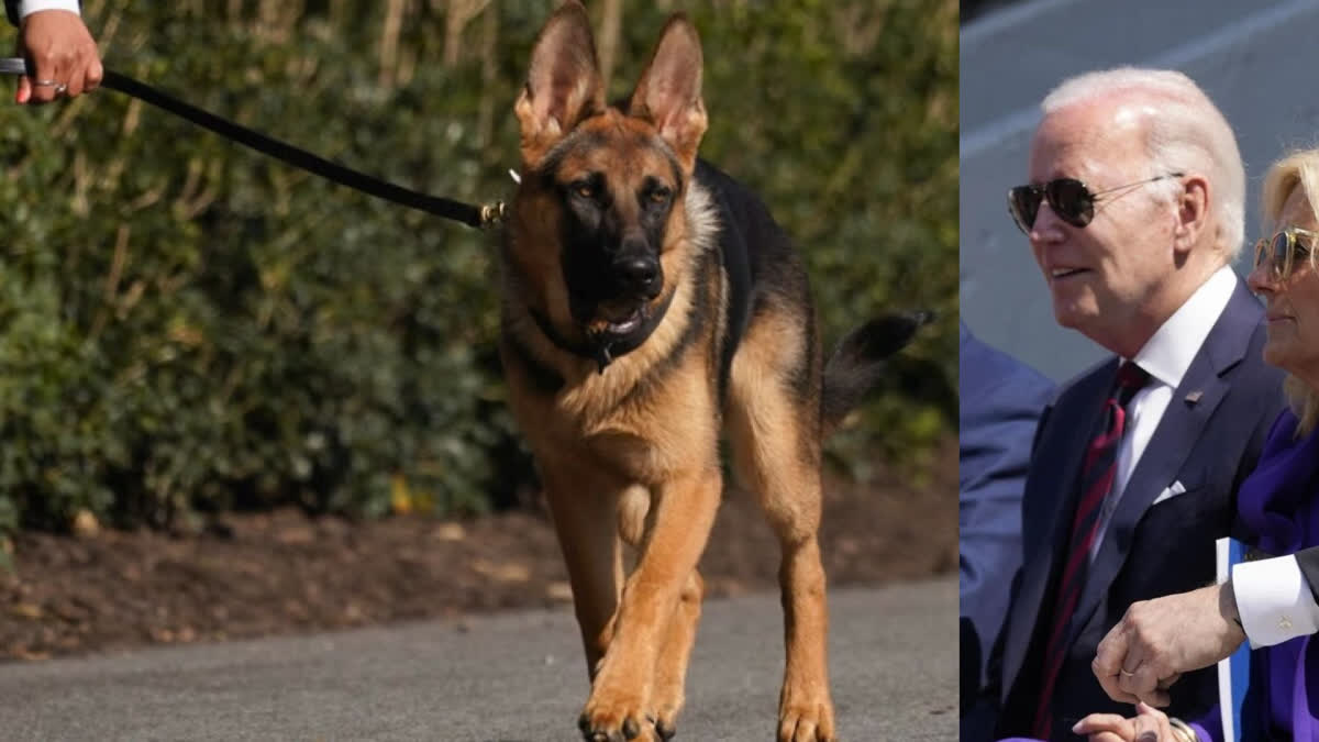 US President Biden's dog, Commander, bites Secret Service agent