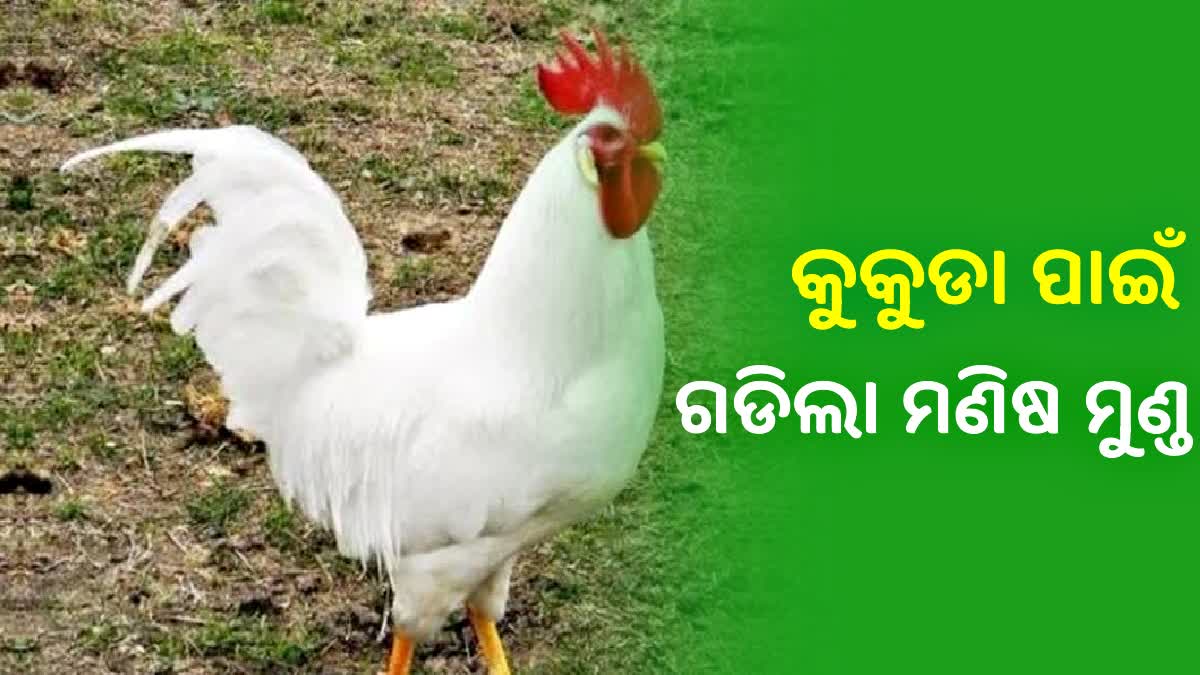 କୁକୁଡା ଚୋରି କରିବାରୁ ହତ୍ୟା