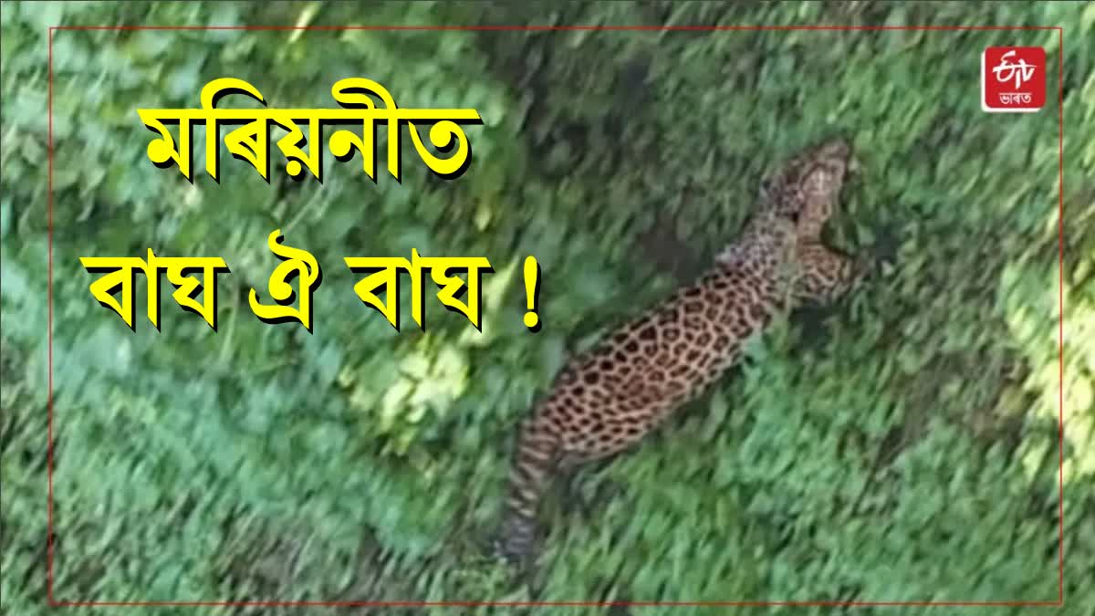 Leopard Terror at Mariani