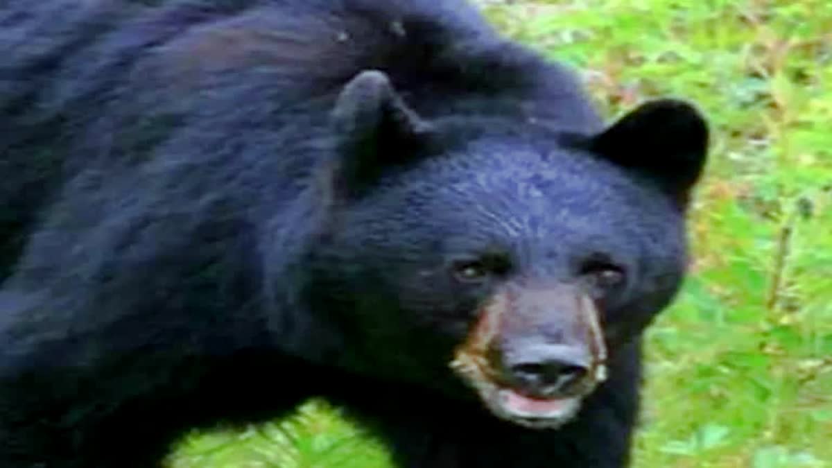 बगहा में भालू ने किया किसान पर हमला