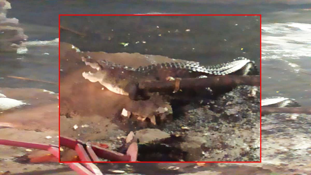 Crocodile Washed Away by Flood Water