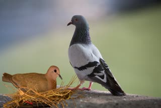 Vastu for Pigeon News