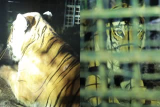 Tiger Trapped In Panavalli Wayanad  Tiger Trapped In Panavalli  വയനാട് പനവല്ലിയില്‍ ഭീതി വിതച്ച കടുവ കൂട്ടിലായി  പനവല്ലിയില്‍ ഭീതി വിതച്ച കടുവ കൂട്ടിലായി  കടുവ കൂട്ടിലായി  വയനാട്ടില്‍ കടുവ കൂട്ടിലായി  കടുവ ഒടുക്കം കൂട്ടിലായി