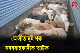 Cow Smuggling in Assam