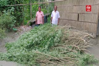 Ganja cultivation evicted