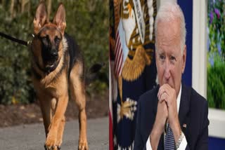 Biden dog bites Secret Service agent