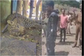 leopard fell into a cage