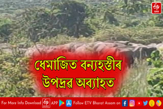 Wild elephant terror in Dhemaji