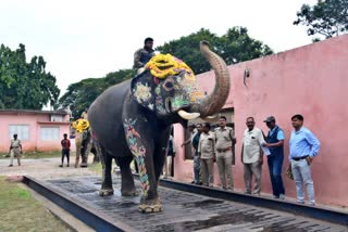 14 elephants weight test