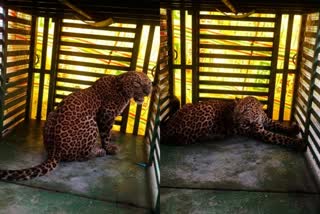 Leopard caged : પલસાણાના વણેસાથી અઢી વર્ષની દીપડી પાંજરે પુરાઇ, હવે એનું શું કરાશે જૂઓ