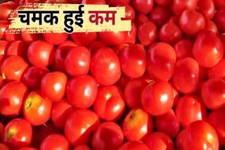 Tomato Price Decrease