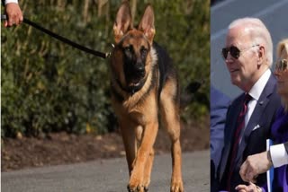 US President bidens dog commander bites secret service agent