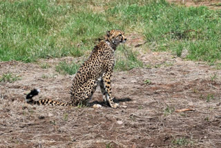 India may import cheetahs from northern Africa, say officials