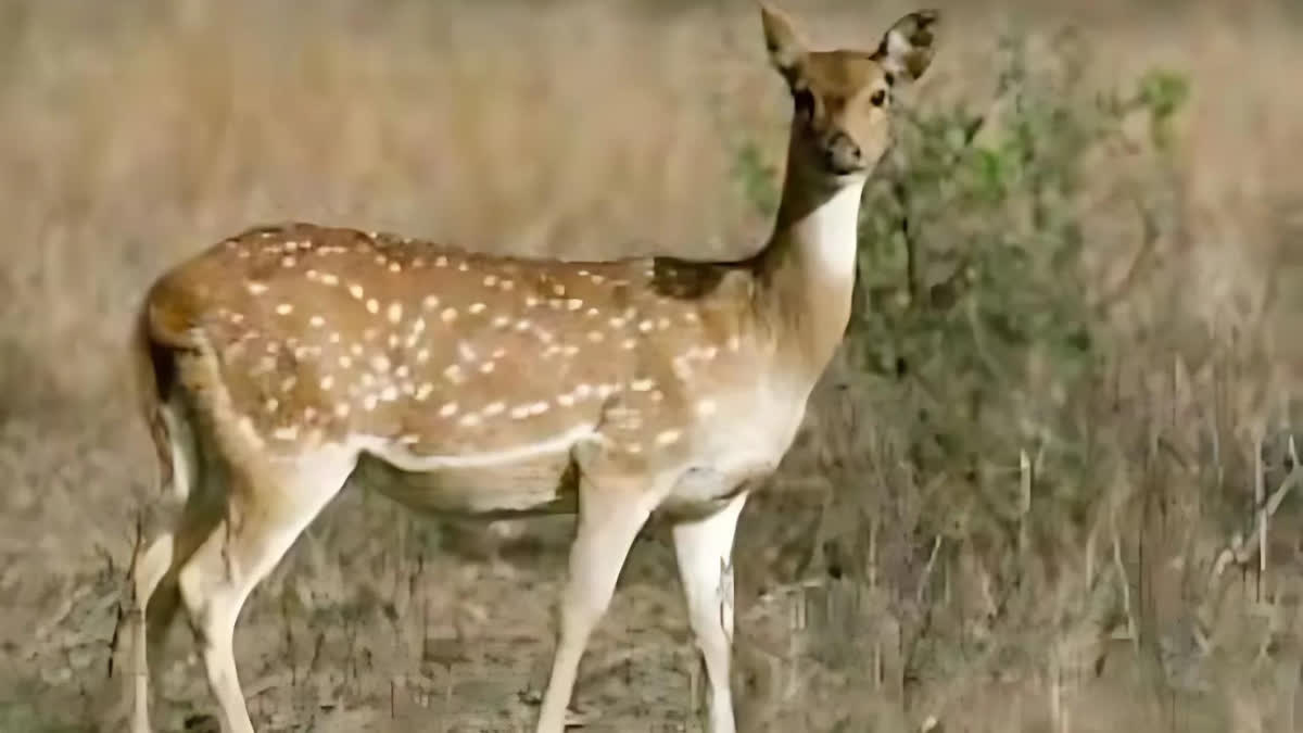 हिरण के शिकार पर आक्रोश