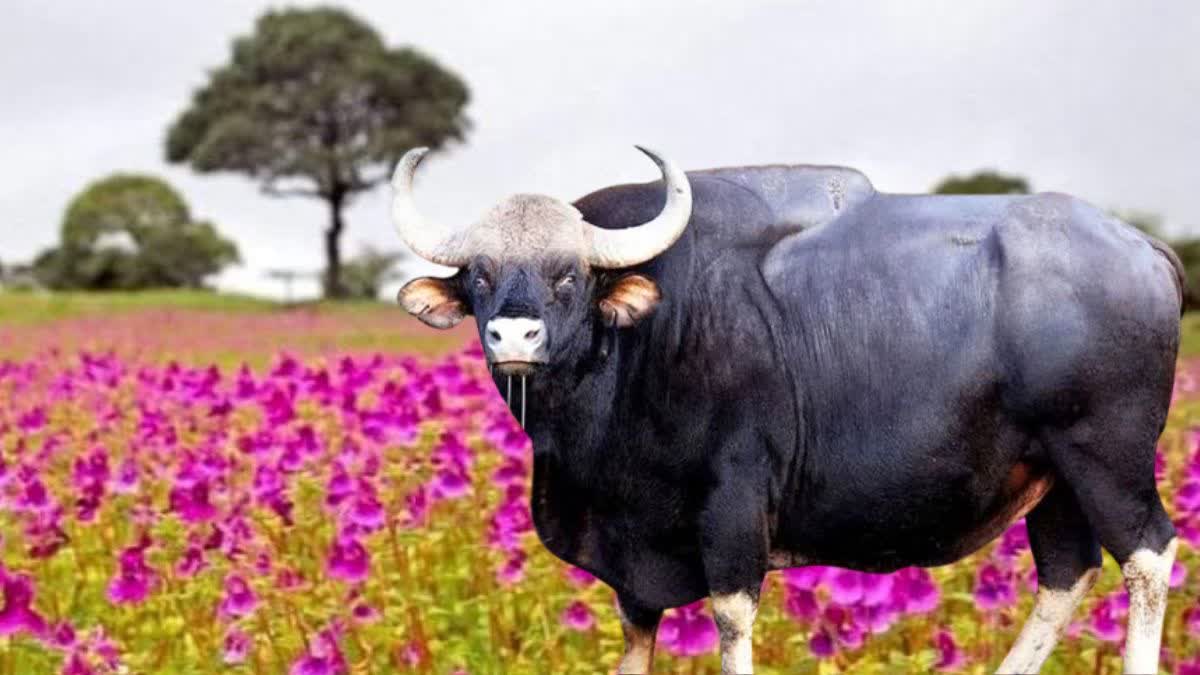 Gaur On Kas Plateau