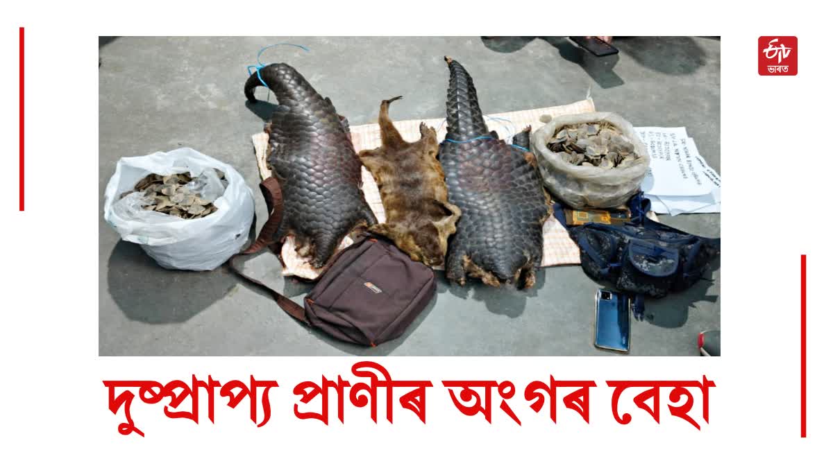 Pangolin skins recovered