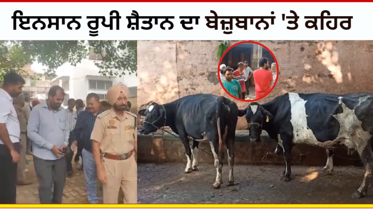 The mischievous elements attacked the cows with sarees and sharp weapons, one died