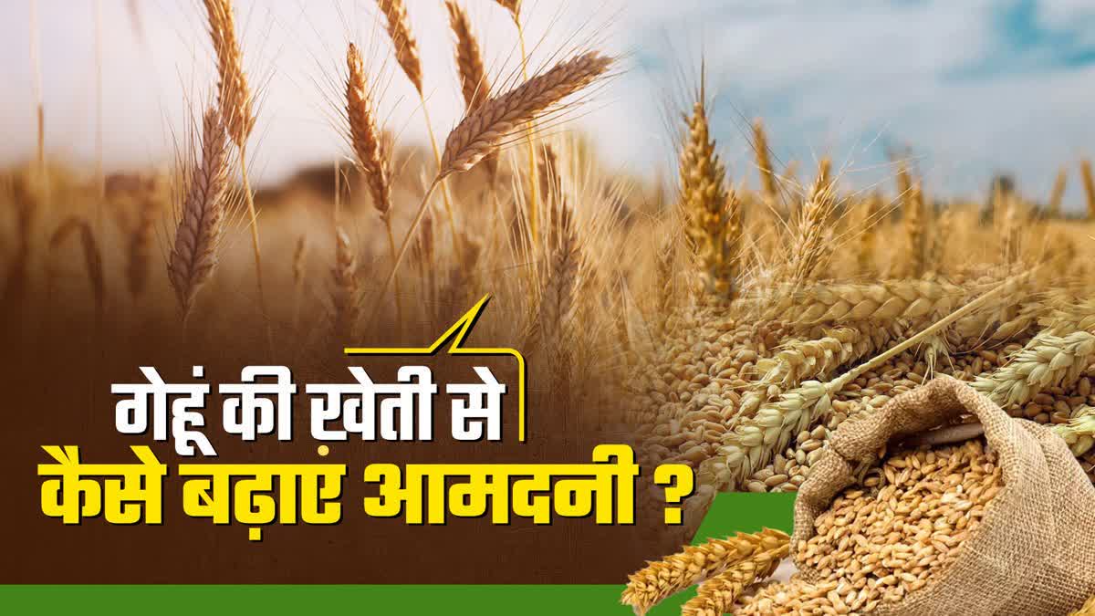 profits by wheat farming