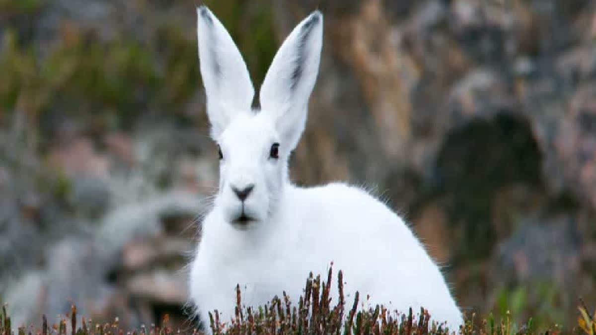 International Rabbit Day History, Significance, Some Interesting Facts