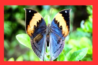 RARE SPECIES OF BUTTERFLIES FOUND