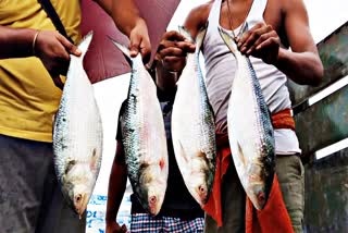 Bangladesh Ilish from Bangladesh