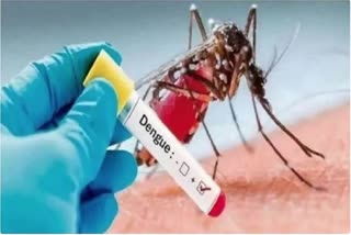 Dengue increasing in Haldwani