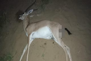 Deer killed by unidentified hunters in Rajasthan's Sri Ganganagar