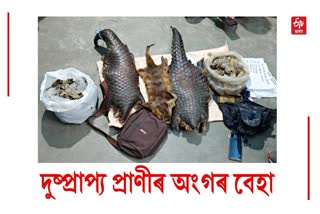 Pangolin skins recovered