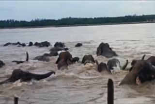 Elephants swam Subarnarekha River