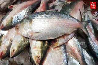 High Prices of Bangladesh Hilsa