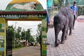 Baby elephant Abhi dies