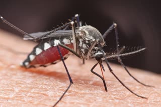 GWALIOR DENGUE OUTBREAK