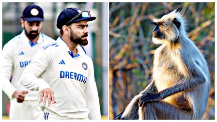 LANGURS HIRED FOR SECURITY AT KANPUR STADIUM