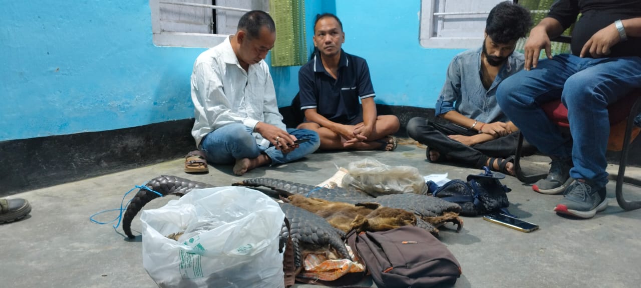 Pangolin skins recovered