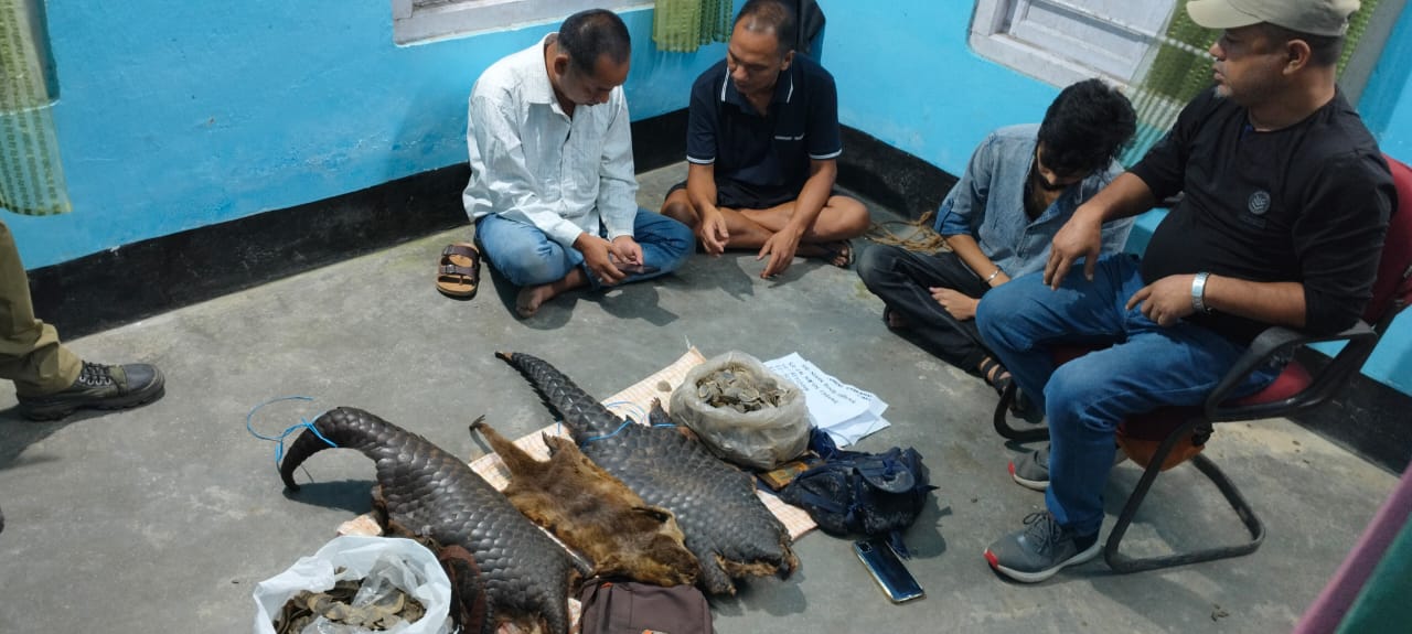 Pangolin skins recovered