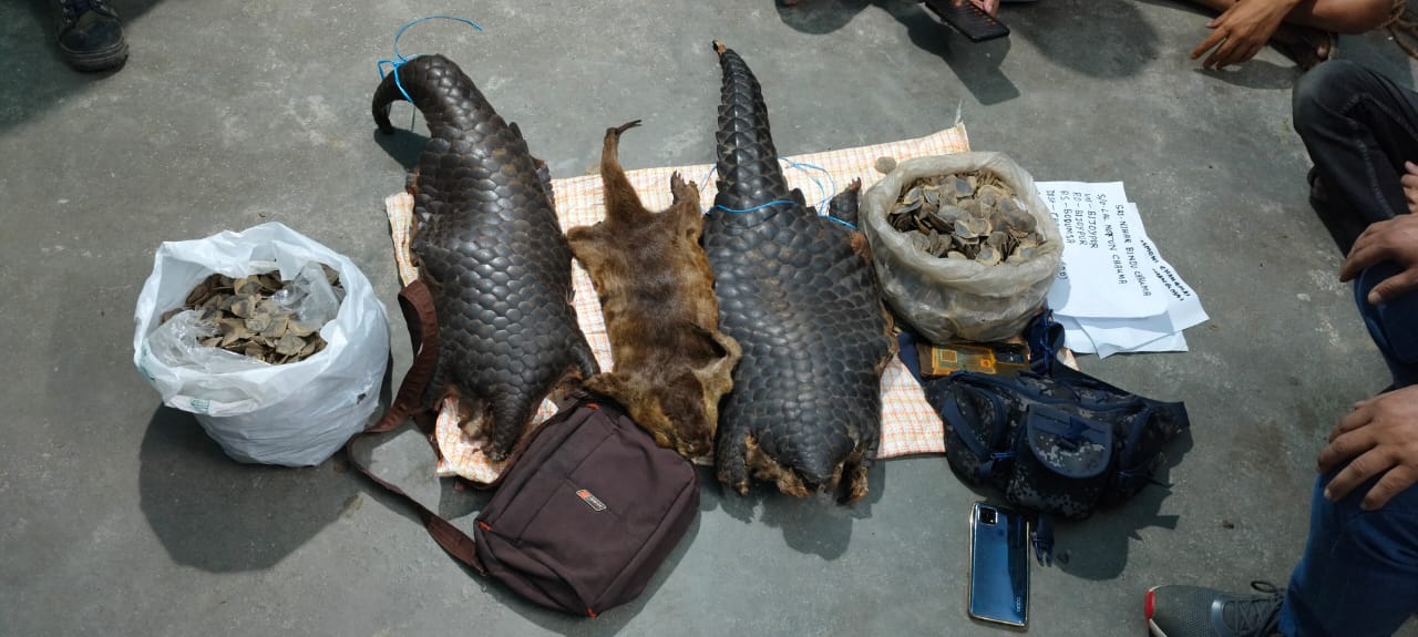 Pangolin skins recovered