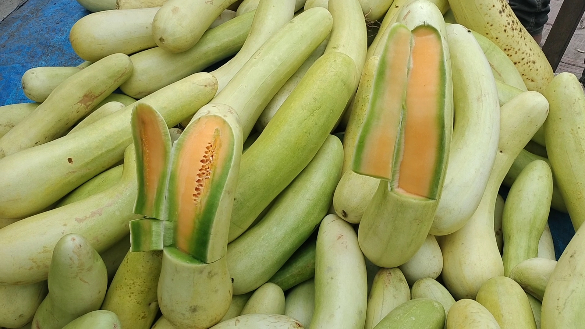 Balam Cucumber